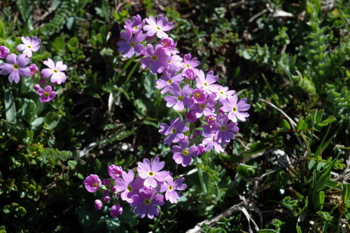 Primula farinosa L.1 Monte Spluga 30.05.09 103.jpg