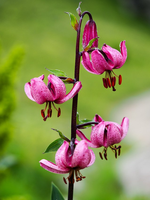 Lilium martagon. Liliaceae._.jpg