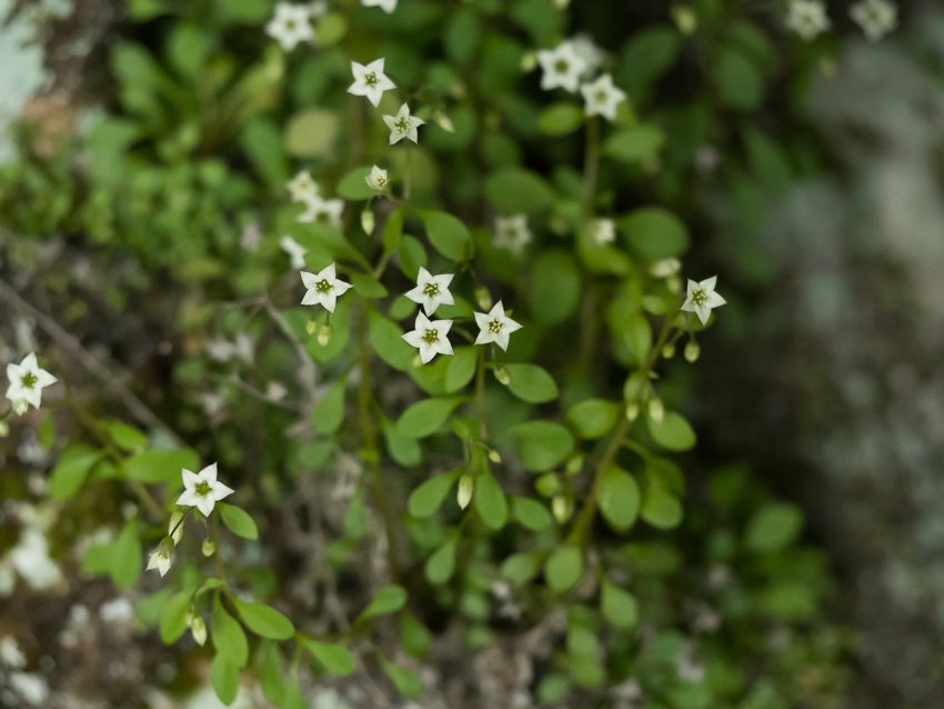 Sedum alsinefolium. Crassulaceae.jpg