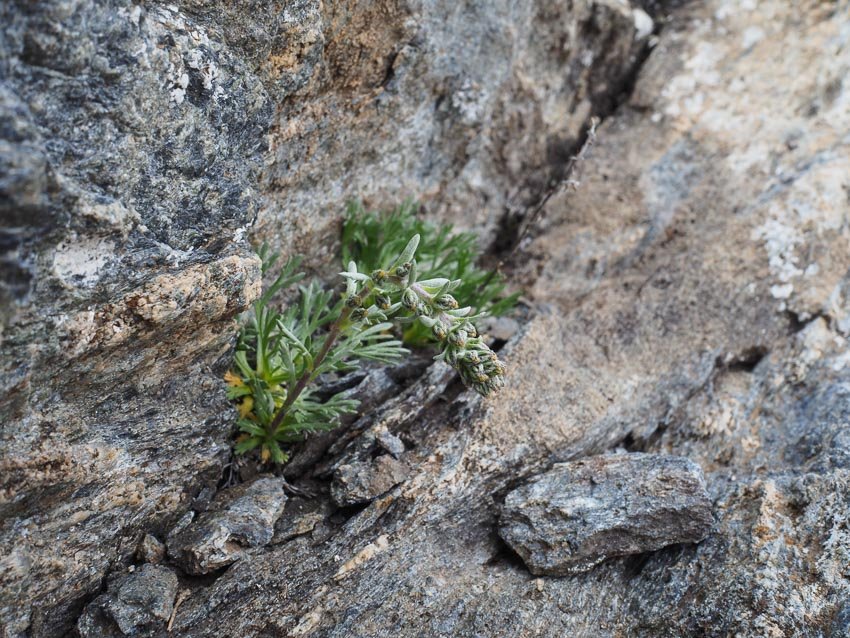 Artemisia (genipi, eriantha-). Asteraceae.jpg