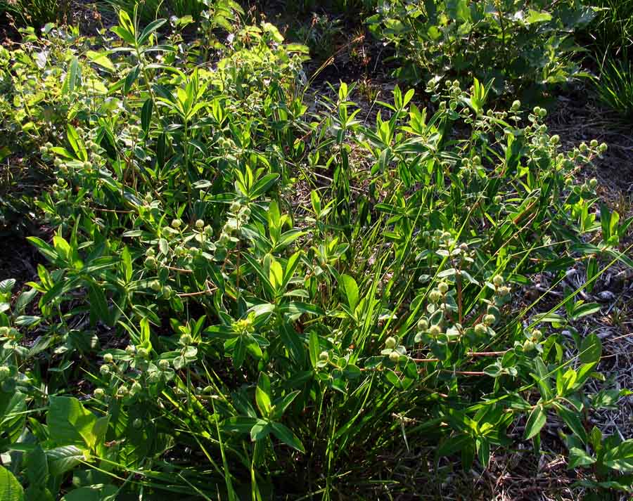 Euphorbia villosa Willd..jpg