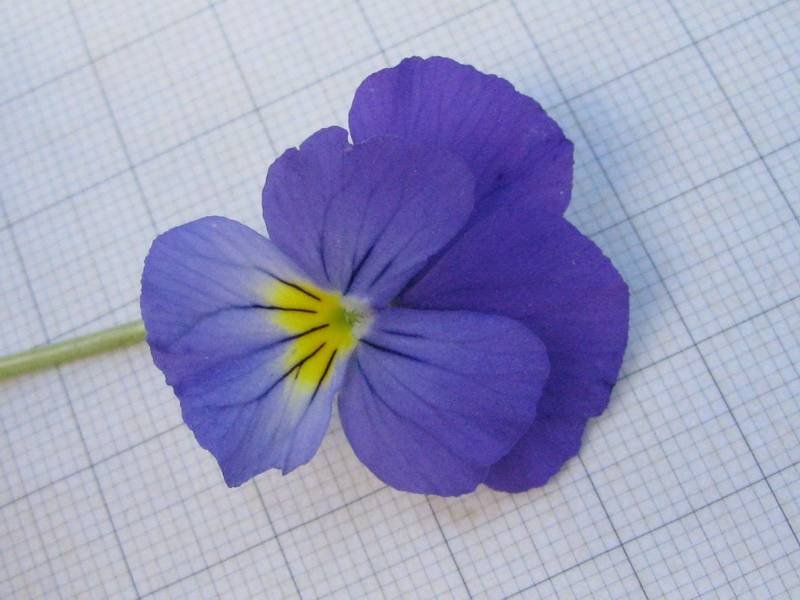Viola sp (8).jpg