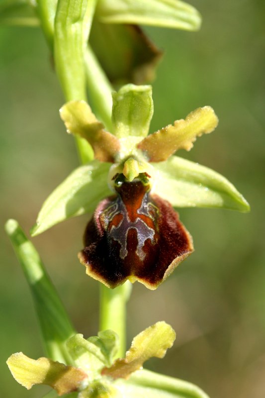 Ophrys sphegodes 3.jpg
