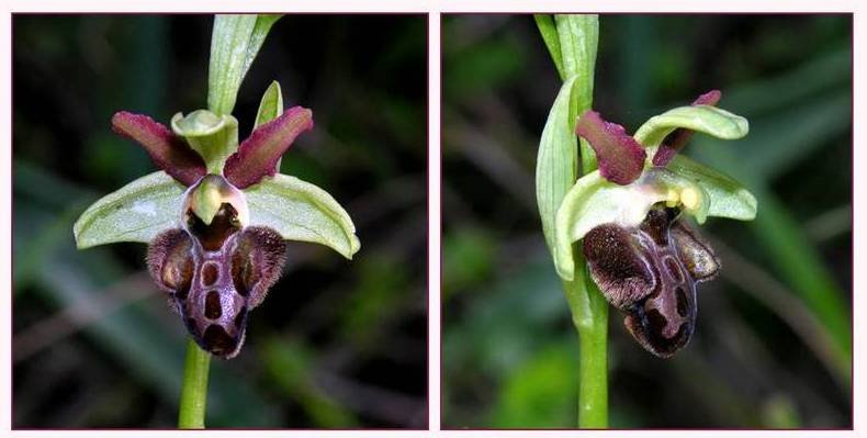 Ophrys sphegodes - intermedia.jpg