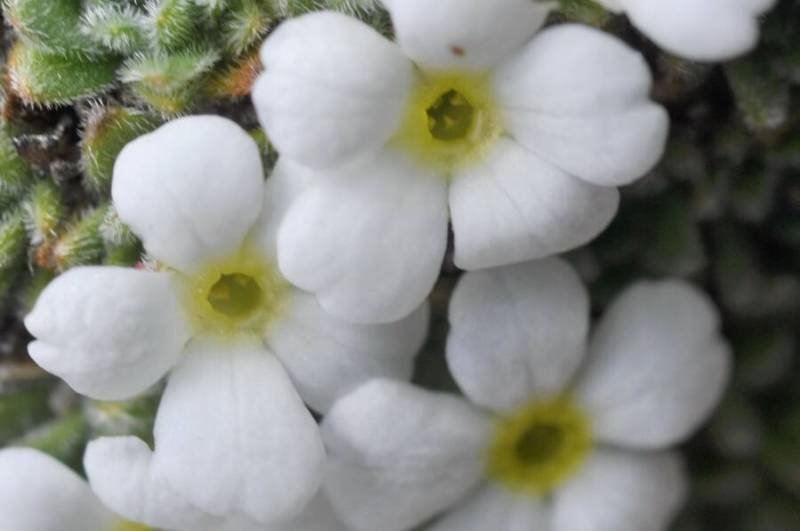 aa2 Androsace pubescens fiori macro.jpg