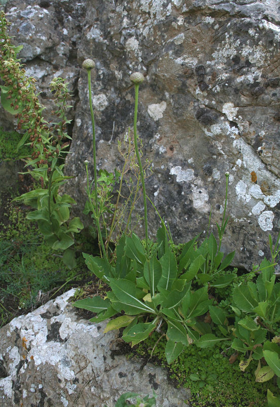 Cephalaria squamiflora (Sieber) Greuter subsp. mediterranea (Viv.) Pignatti {F 3551}