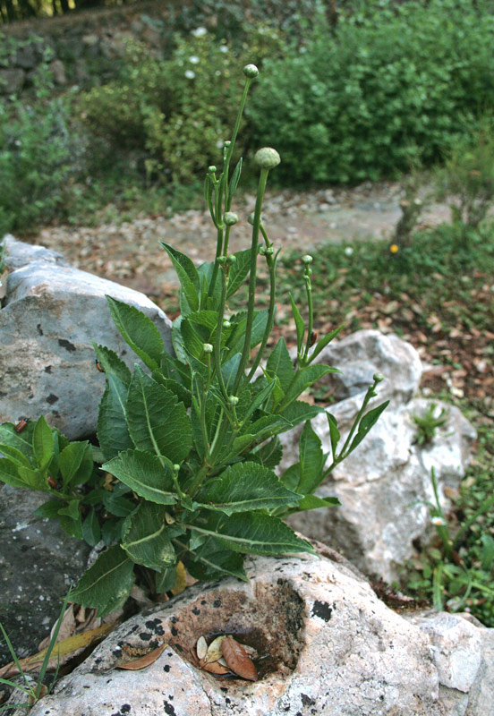 Cephalaria squamiflora (Sieber) Greuter subsp. mediterranea (Viv.) Pignatti {F 3551}