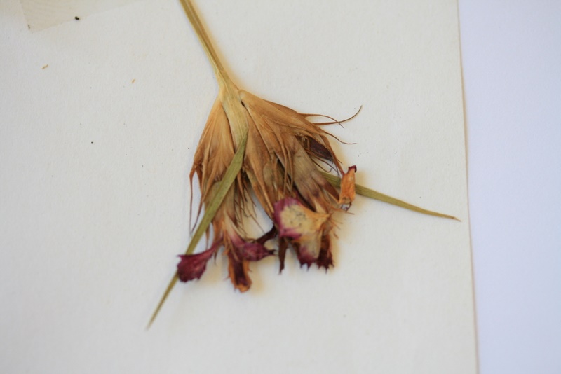 Dianthus balbisii ssp. balbisii
