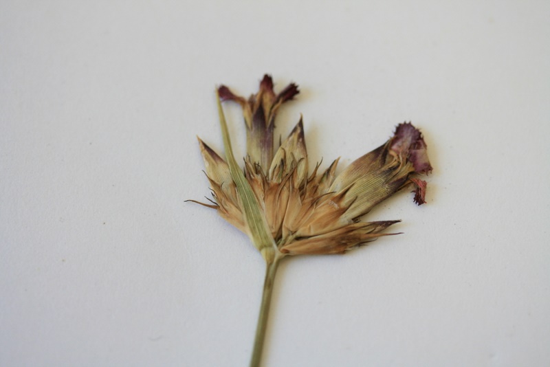 Dianthus cfr. carthusianorum del BS