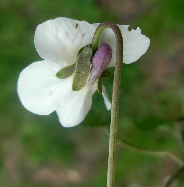 Viola alba Besser-24-03-15 (8).jpg