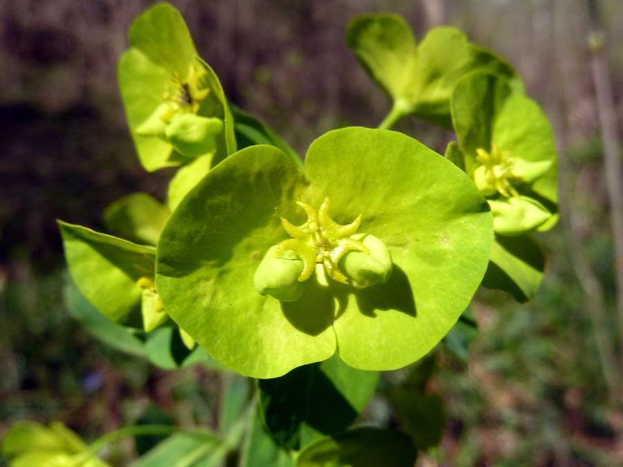 150407 Euphorbia (1).jpg