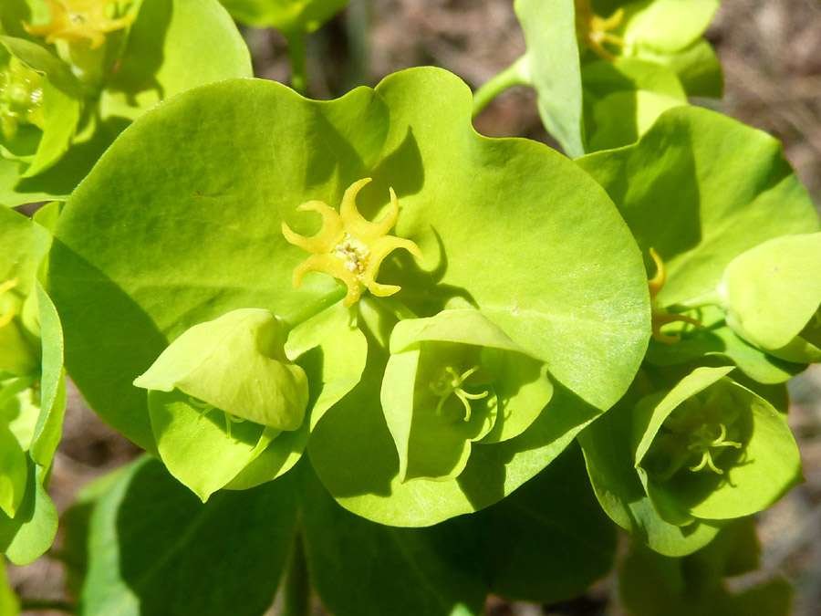 150407 Euphorbia (5).jpg