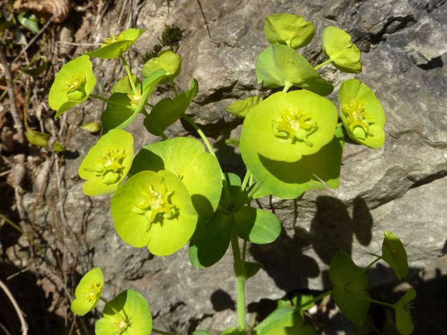 150407 Euphorbia (2).jpg