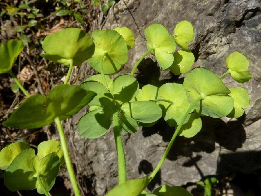 150407 Euphorbia (3).jpg