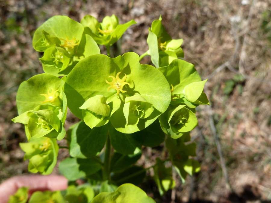 150407 Euphorbia (4).jpg