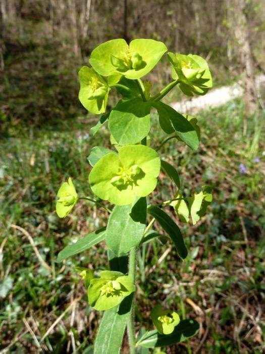 150407 Euphorbia (7).jpg