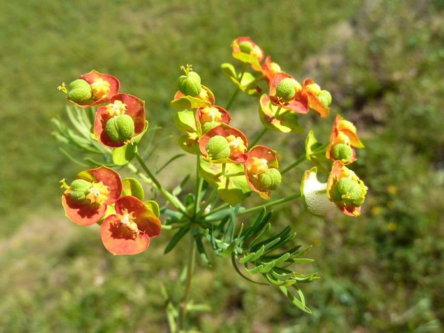 150421 Euphorbia cyparissias (1).jpg
