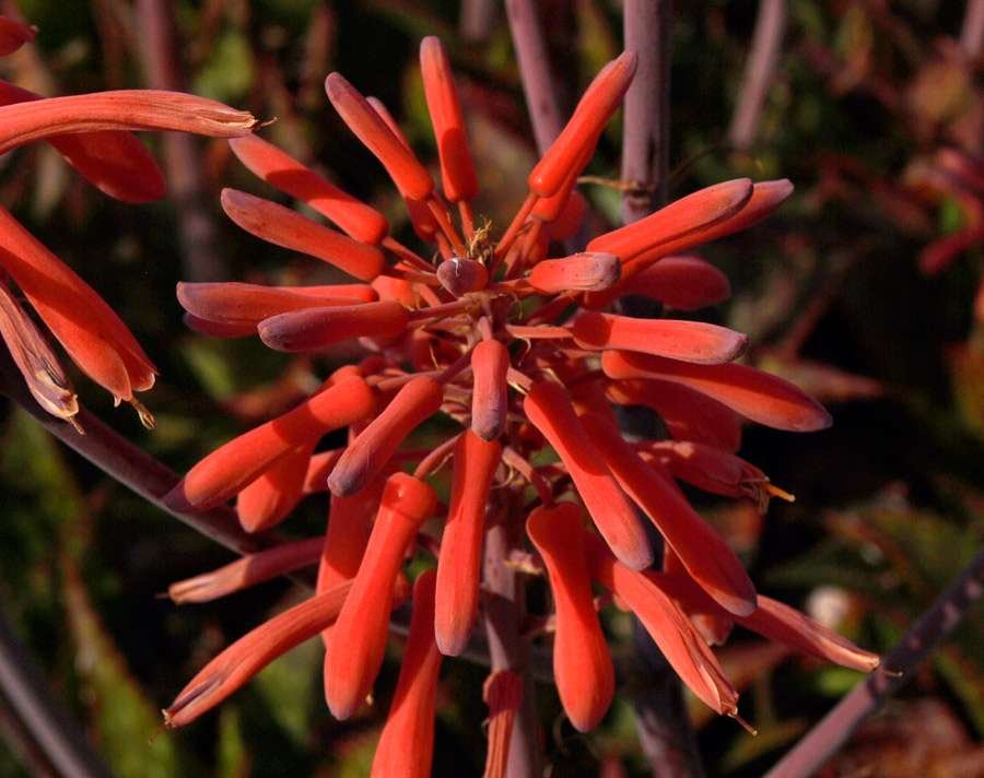 Aloe-maculata-53-4.jpg