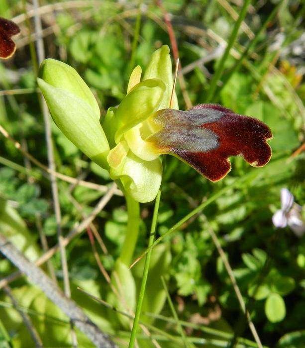 Ophrys forestieri - Monte Sparacio - 17-02-2014 09-44-19.jpg