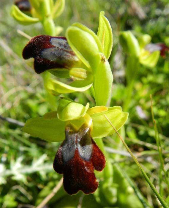 Ophrys forestieri - Monte Sparacio - 17-02-2014 09-45-14.jpg