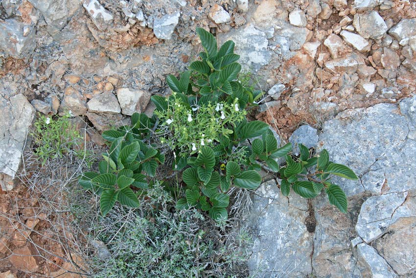 Rhamnus alpina L. s.l. 3.jpg