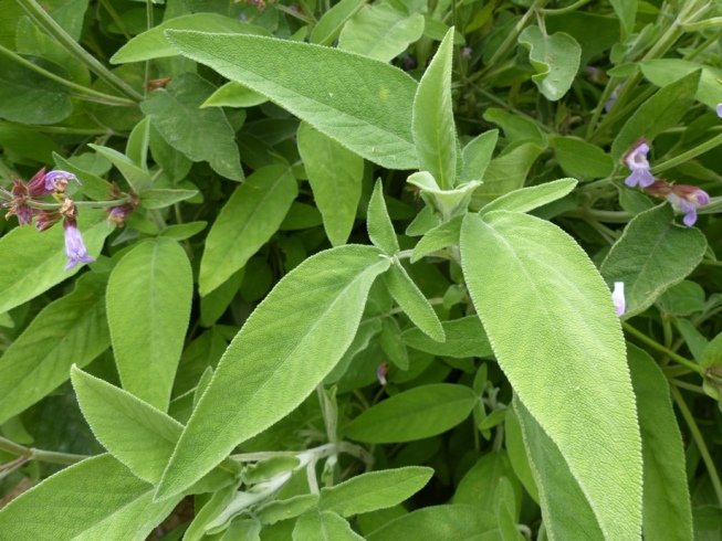 Salvia fruticosa Mill..JPG