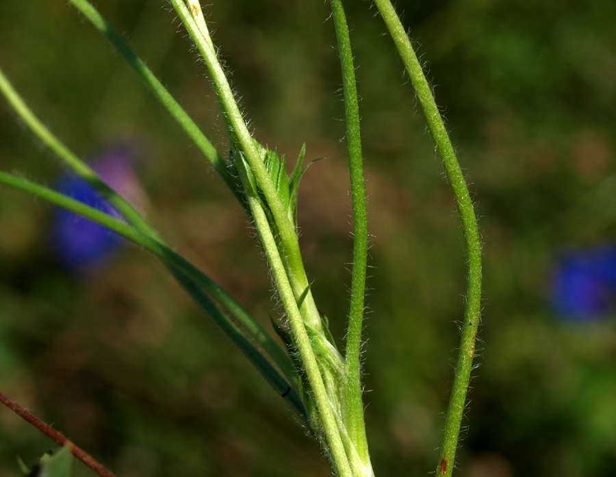 Trifolium-fragiferum-42-6.jpg