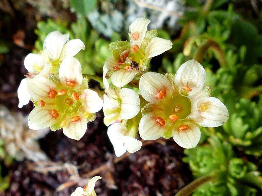Saxifraga exarata ssp  (3).jpg