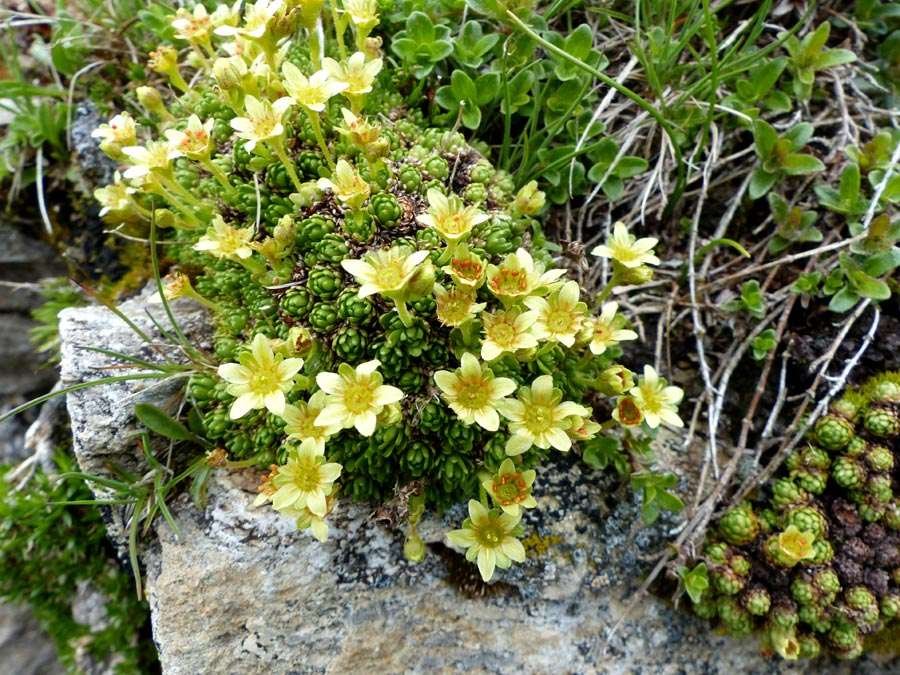 Saxifraga exarata ssp  (4).jpg