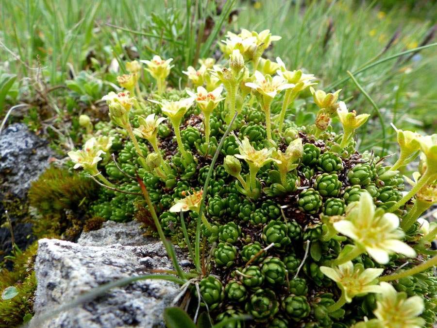 Saxifraga exarata ssp  (8).jpg