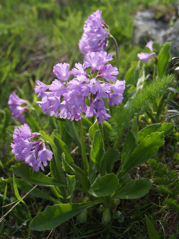 046---Primula-latifolia.jpg
