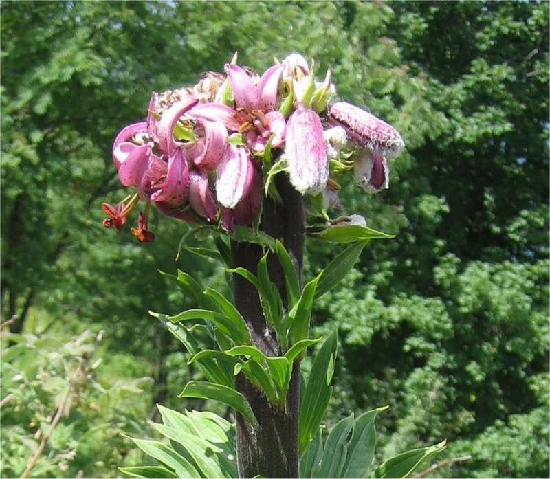 Lilium martagon-fasciaz 1.jpg