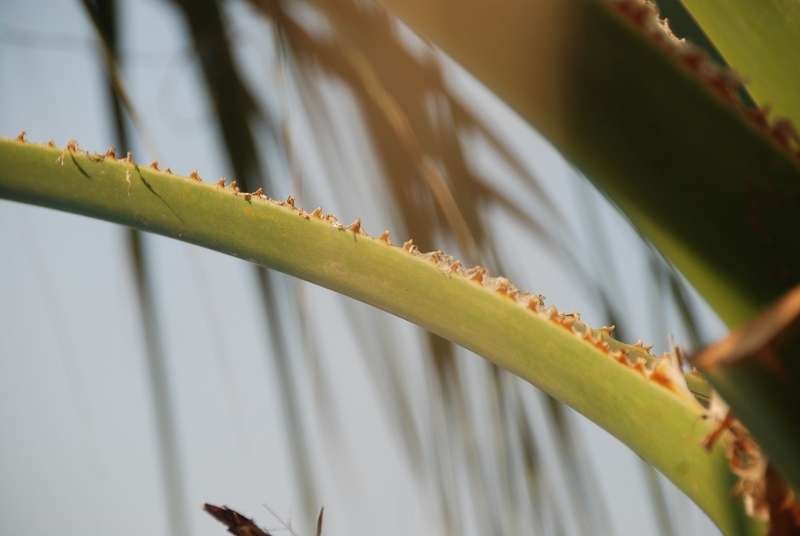 Washingtonia filifera2.jpg