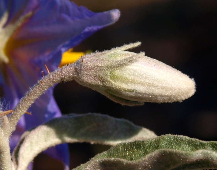 S.-elaeagnifolium-5.jpg