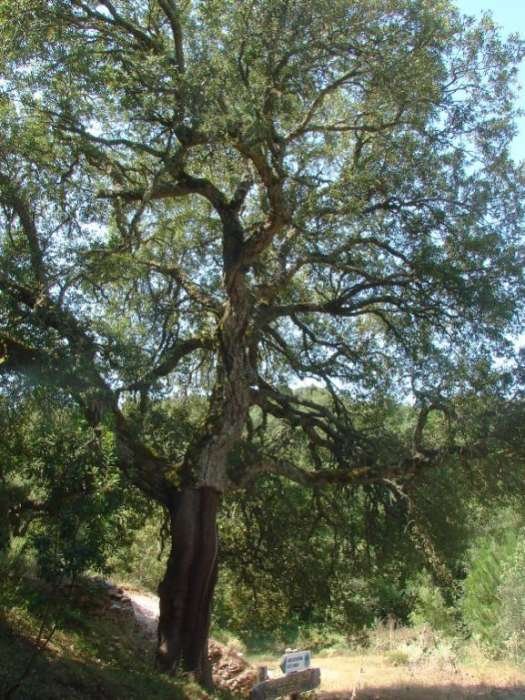 Quercus suber AP Crispisu 18-7-2015 (1).jpg