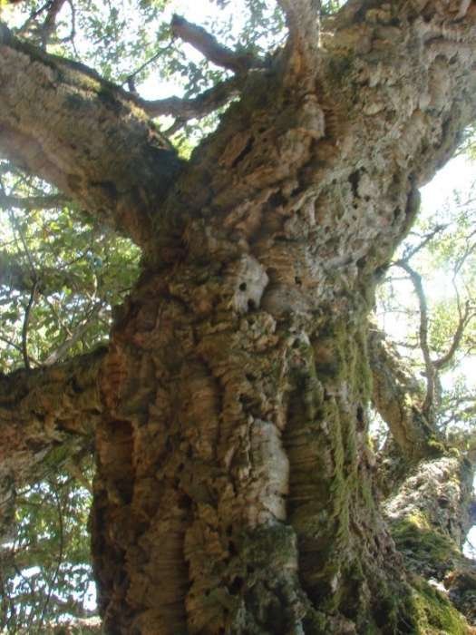 Quercus suber AP Crispisu 18-7-2015 (5).jpg