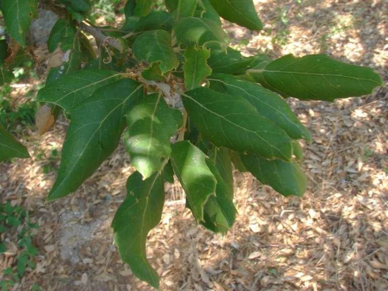 Quercus suber AP Crispisu 18-7-2015 (8).jpg