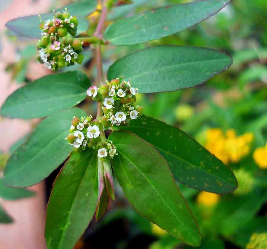 Euphorbia-hyssopifolia-L.-(.jpg