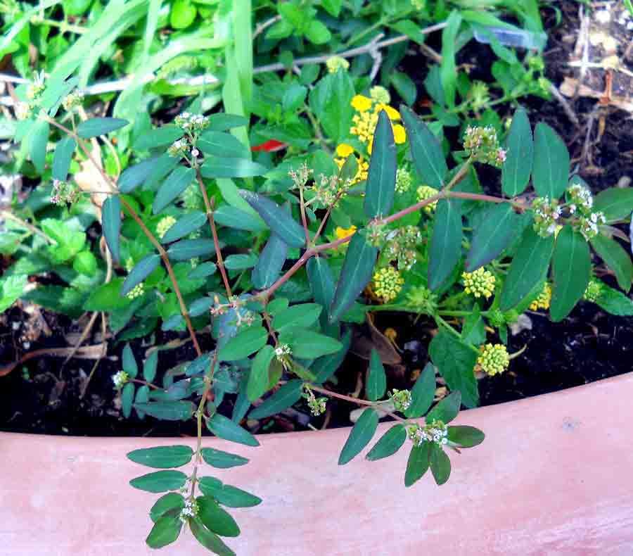 Euphorbia-hyssopifolia-L.-(.jpg
