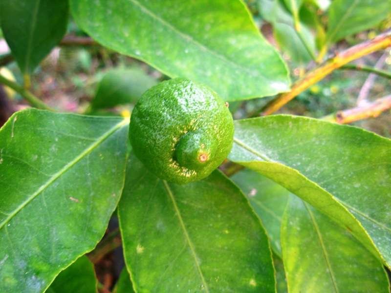 Citrus limon (L.) Burm. f.-Limone- 22-07-13 048.jpg