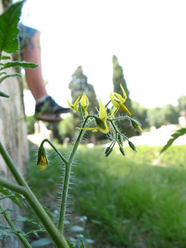 Solanum-lycopersicum-2.jpg