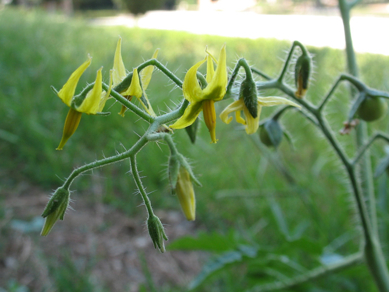 Solanum-lycopersicum-3.jpg