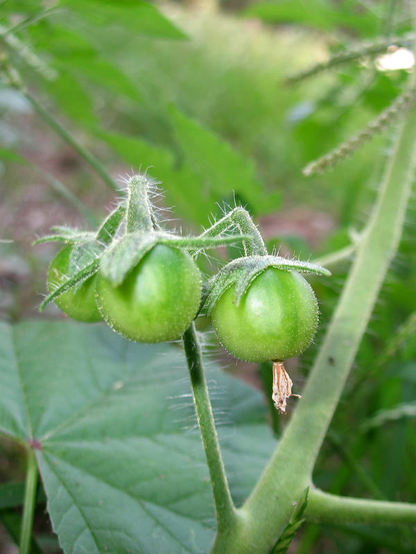 Solanum-lycopersicum-6.jpg