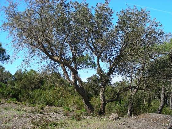 Quercus-suber-(1).jpg