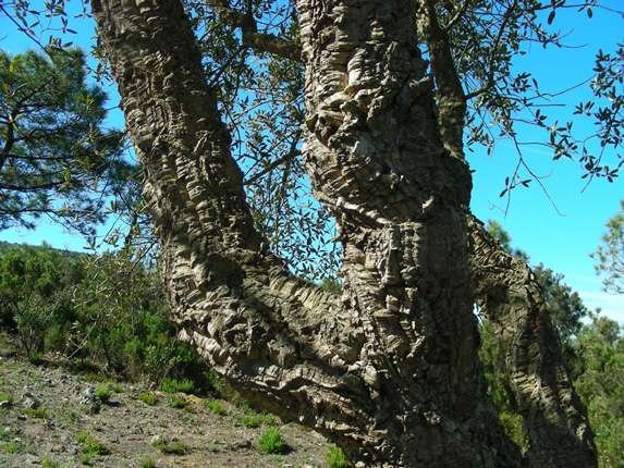Quercus-suber-(2).jpg