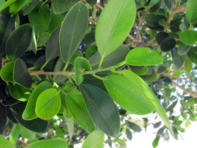 Ficus microcarpa L (1).jpg