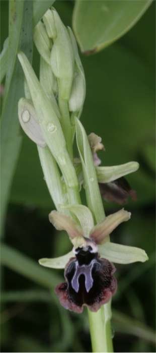 Ophrys17.jpg