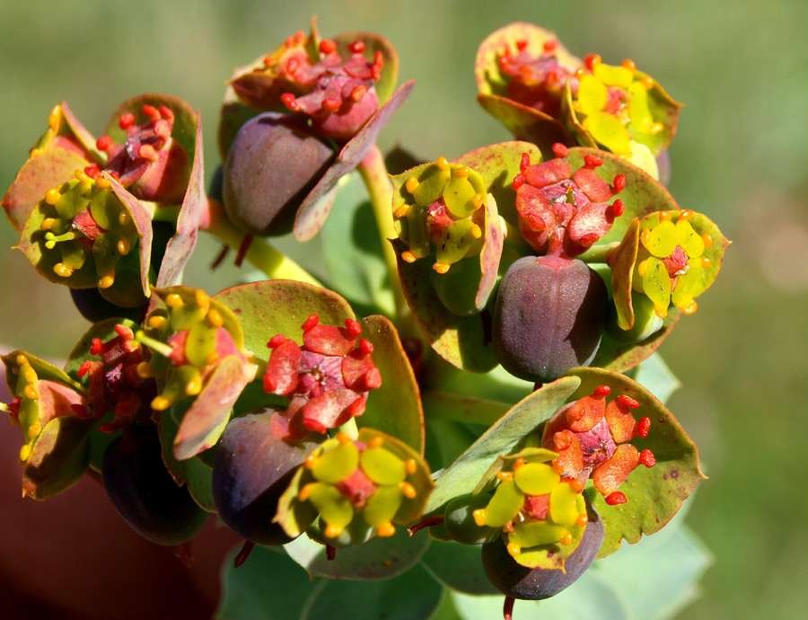 Euphorbia-myrsinites-397-(3.jpg