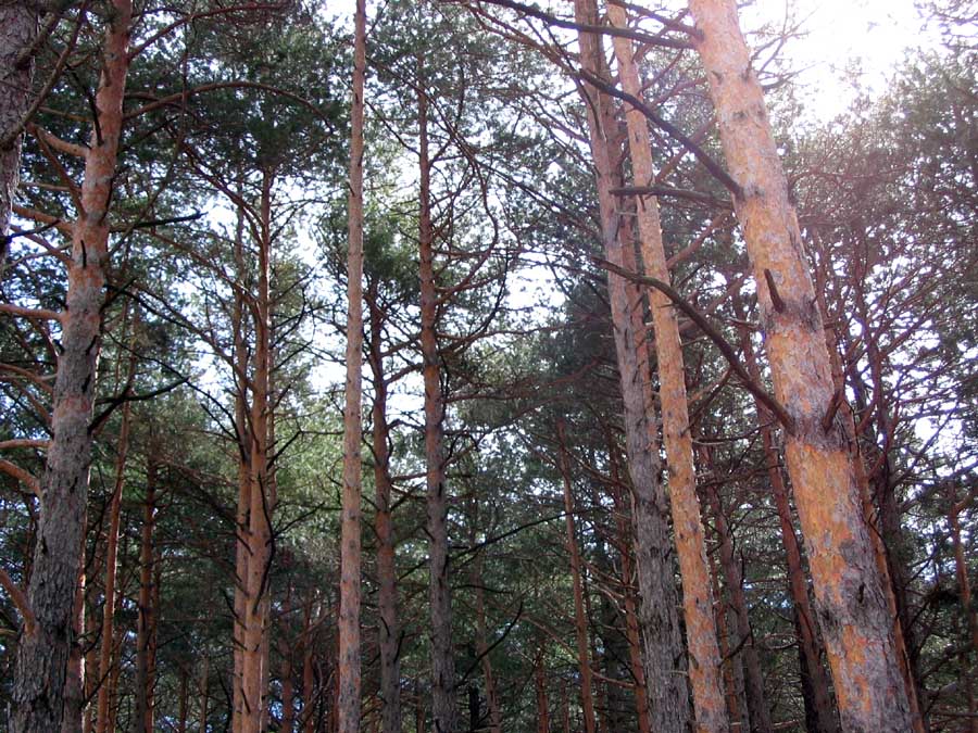 Pinus sylvestris_bosco 1.jpg