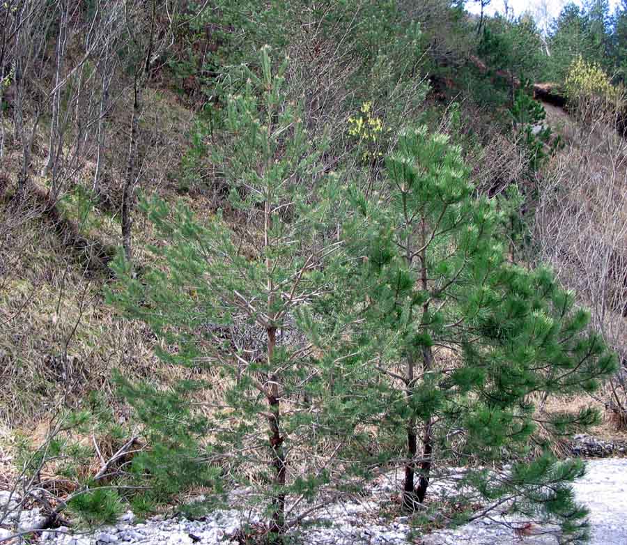 Pinus sylvestris.e Pinus nigra.jpg